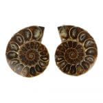 Ammonieten paar van circa 5cm, fraai gepolijst